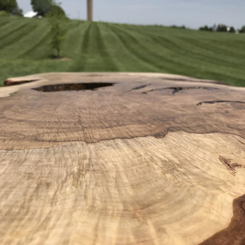 White Oak and Crank Base