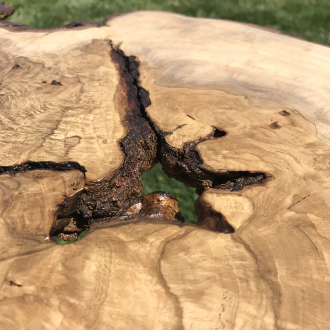 White Oak and Crank Base